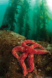 Image result for Breakwater Divers