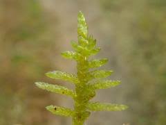Attēlu rezultāti vaicājumam “Pseudoscleropodium purum”