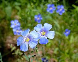 Attēlu rezultāti vaicājumam “Linum catharticum flower”