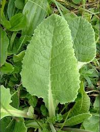 Attēlu rezultāti vaicājumam “Primula veris leaf”
