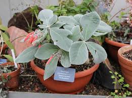 Image result for Sinningia