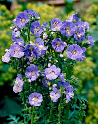 Attēlu rezultāti vaicājumam “Polemonium caeruleum flower”