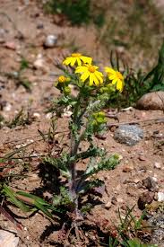 Attēlu rezultāti vaicājumam “Senecio vernalis”