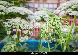 Attēlu rezultāti vaicājumam “Heracleum sosnowskyi flower”