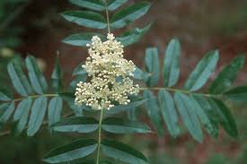 Attēlu rezultāti vaicājumam “Sorbus”
