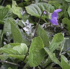Attēlu rezultāti vaicājumam “Viola odorata leaf”