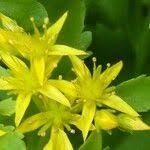 Attēlu rezultāti vaicājumam “Sedum aizoon flower”