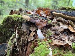 Attēlu rezultāti vaicājumam “Gyromitra infula”