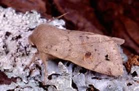 Attēlu rezultāti vaicājumam “Orthosia munda”