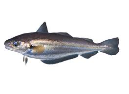 Image result for Merlangius merlangus