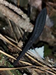 Attēlu rezultāti vaicājumam “Geoglossum sp.”