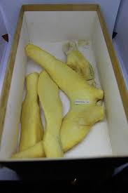 Image result for Mesoplodon bidens