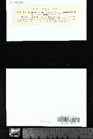 Attēlu rezultāti vaicājumam “Drepanocladus aduncus var. polycarpon”