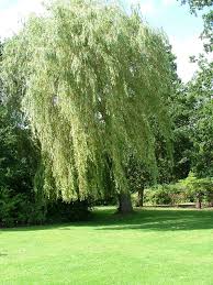 Attēlu rezultāti vaicājumam “Salix x sepulcralis”