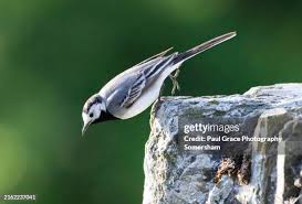 Attēlu rezultāti vaicājumam “Motacilla alba adult”