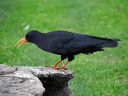 Image result for Pyrrhocorax pyrrhocorax
