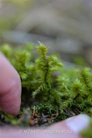 Attēlu rezultāti vaicājumam “Rhytidiadelphus triquetrus”