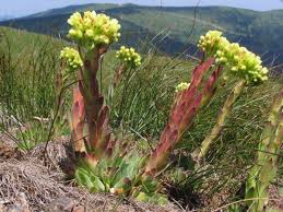 Attēlu rezultāti vaicājumam “Jovibarba globifera flower”