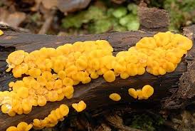 Attēlu rezultāti vaicājumam “Bisporella citrina”