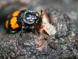 Attēlu rezultāti vaicājumam “Nicrophorus vespillo”