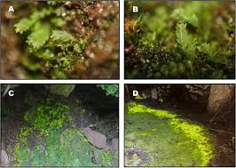 Attēlu rezultāti vaicājumam “Schistostega pennata”