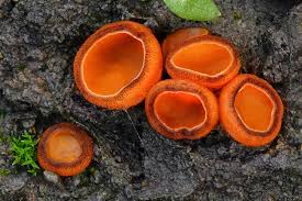 Attēlu rezultāti vaicājumam “Melastiza chateri”