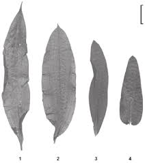 Attēlu rezultāti vaicājumam “Potamogeton lucens”
