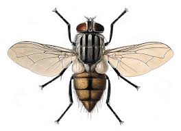 Attēlu rezultāti vaicājumam “Musca domestica”