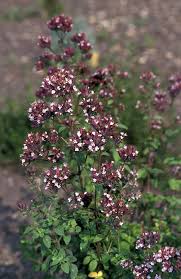 Attēlu rezultāti vaicājumam “Origanum majorana flower”