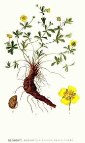 Image result for Potentilla erecta