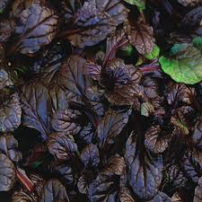 Attēlu rezultāti vaicājumam “Ajuga reptans leaf”