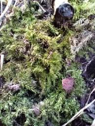 Attēlu rezultāti vaicājumam “Sciuro-hypnum curtum”