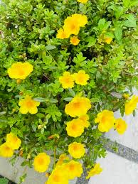 Attēlu rezultāti vaicājumam “Portulacaceae”