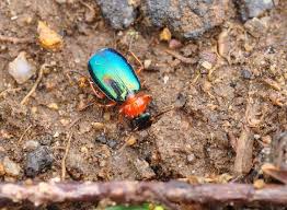 Attēlu rezultāti vaicājumam “Lebia chlorocephala”