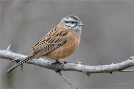 Image result for Emberiza cia