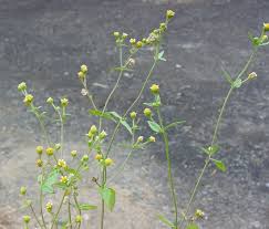Attēlu rezultāti vaicājumam “Galinsoga quadriradiata leaf”