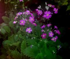 Image result for Primula malacoides