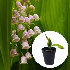 Attēlu rezultāti vaicājumam “Convallaria majalis bud”