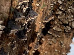 Attēlu rezultāti vaicājumam “Xylobolus frustulatus”