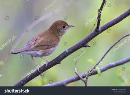 Image result for Catharus fuscescens