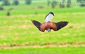 Attēlu rezultāti vaicājumam “Falco tinnunculus adult”