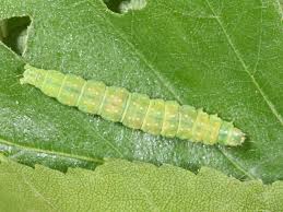 Attēlu rezultāti vaicājumam “Apotomis betuletana”