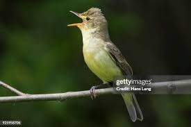 Attēlu rezultāti vaicājumam “Hippolais icterina adult”