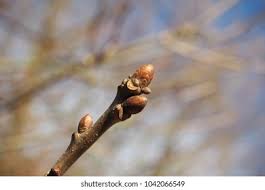 Attēlu rezultāti vaicājumam “Quercus robur bud”