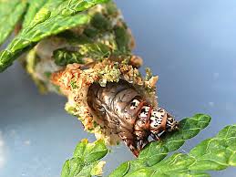 Attēlu rezultāti vaicājumam “Proutia betulina larva”