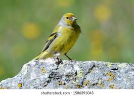 Image result for Carduelis citrinella