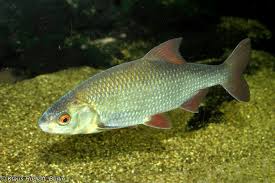 Image result for Rutilus rutilus