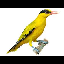 Attēlu rezultāti vaicājumam “Oriolus oriolus male”