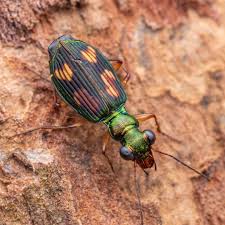 Attēlu rezultāti vaicājumam “Carabidae”