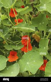 Attēlu rezultāti vaicājumam “Tropaeolum majus”